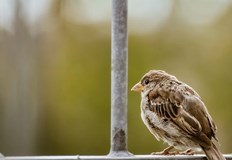 Утре ще преобладава слънчево време с временни увеличения на облачносттаПрез