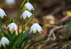 Утре ще духа умерен и силен северозападен вятър с който
