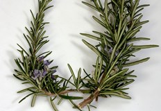 Съединение което се съдържа в билката розмарин може да бъде