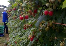 В България средното бране на малини е 30 50