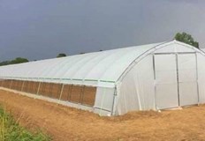 Когато разходите за отопление стават непосилни къдравото зеле кейл се