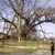 Кое е най-старото вековно дърво у нас?