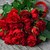 Как червената роза е станала символ на любовта?