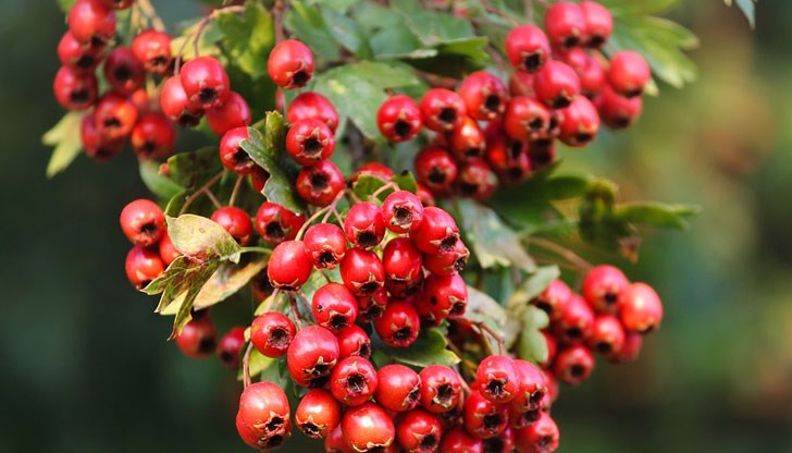 Тя се използва като храна и лекарство от хилядолетия насам