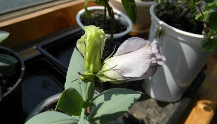 Има някои представители, които искат да бъдат засети именно сега Има някои представители, които искат да бъдат засети именно сега