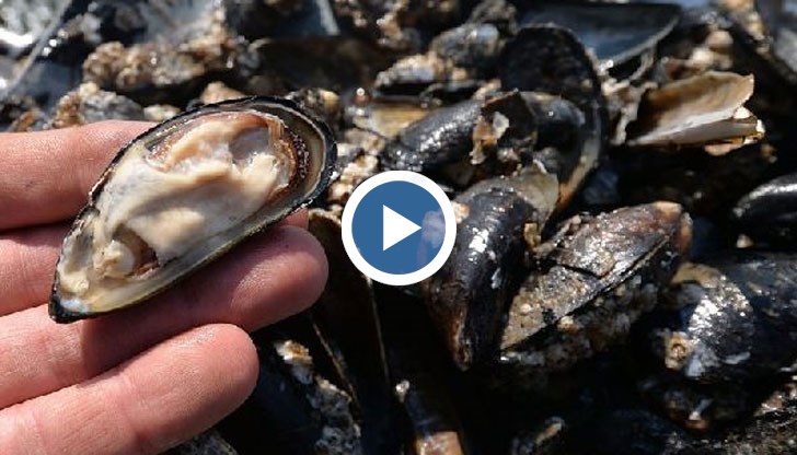 Техните мазнини оказват благоприятно въздействие върху зрението и мозъчната функция