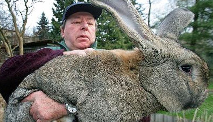 Лууис Моузис, който развъжда гигантски фламандски зайци, не се изненада от това поведение
