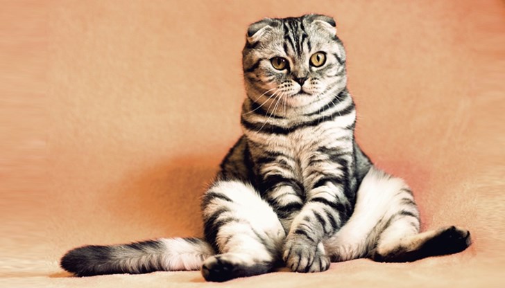 Котките са удивителни същества Котките са удивителни същества