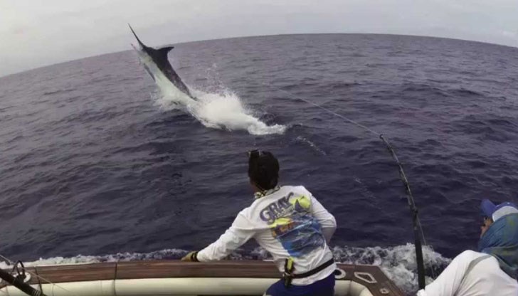Рибата е пронизала стомаха на Джохана с дългия и остър нос Рибата е пронизала стомаха на Джохана с дългия и остър нос