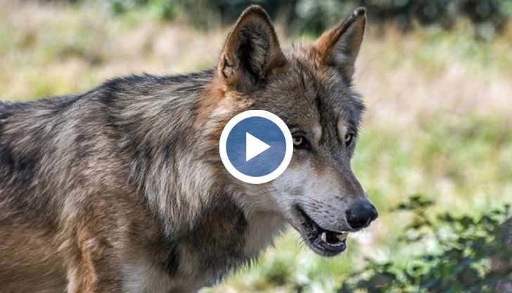 14-годишно момиче с рани от ухапванията на дивото животно