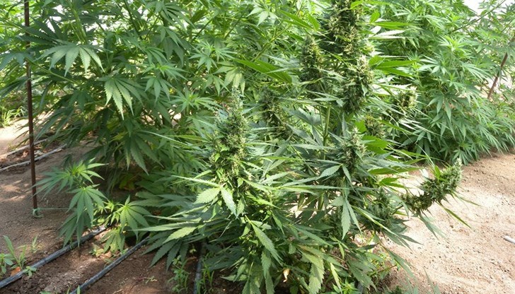 В двора на къщата са намерени 55 стръка от минала реколта, а в самия имот са открити препарати и торове за отглеждане на марихуана, както и следи от сушене на тревна маса марихуана