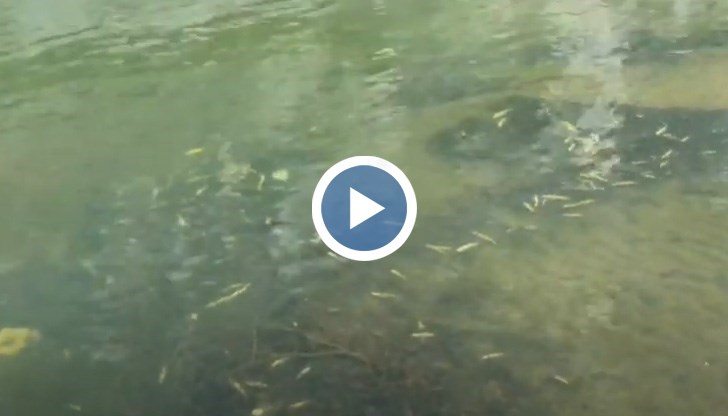 Любителски кадри показват десетки поразени риби - мряна, кефал, алай
