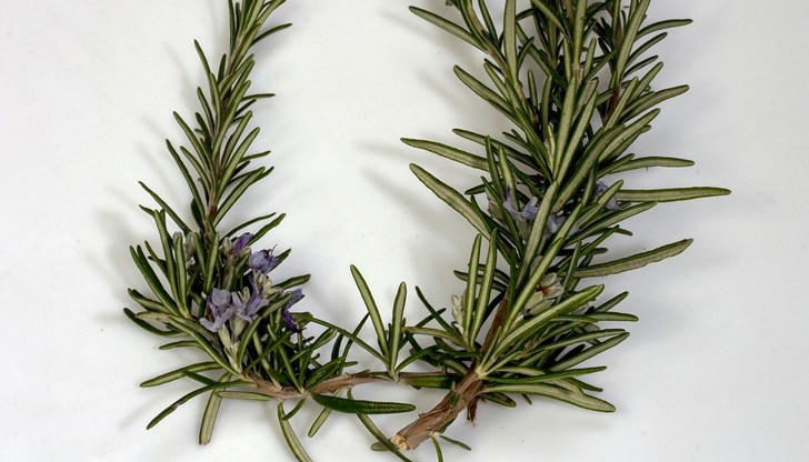 Това откриха специалисти от изследователския център "Скрипс рисърч"