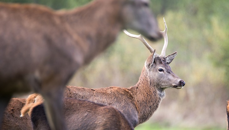 Учени откриха „Омикрон“ и сред дивите животниПрез декември и януари