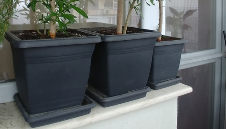 Обичате цветя, но за някои от тях през зимата е