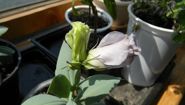 Може би ще се стори странно на някои, тъй като