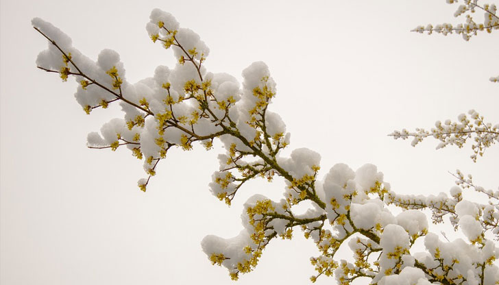 Най-ниските температури през март у нас ще бъдат между минус