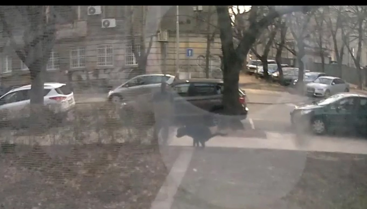 Моля да ме извинят съвестните граждани, които събират след кучетата