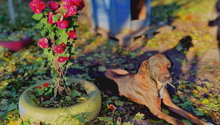 Служителите от Общинския приют дадоха пример на колегите си от