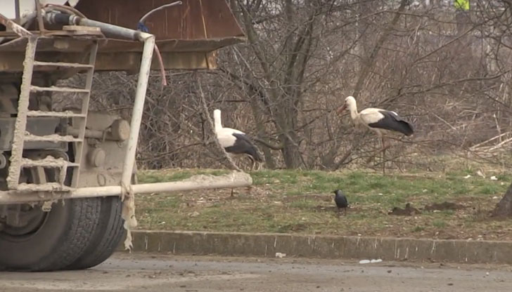 Три щъркела отказаха да отлетят към по-топли страни, а предпочетоха