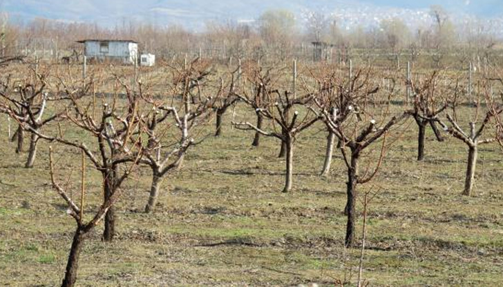 Хищни дървеници и калинки водят успешна борба с вредителите в