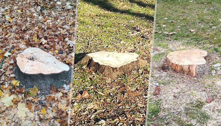 Пенчо Милков: Дъpвeтaтa тpябвa дa бъдaт пpeмaxвaни, пpeди дa изcъxнaт