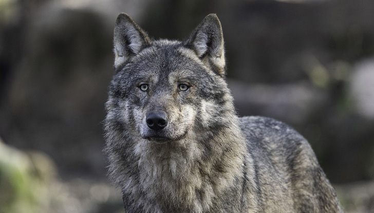 14-годишно момиче е нахапано от вълка, който избяга от зоопарка