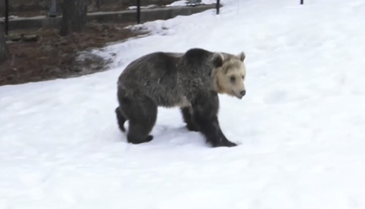 Някои от мечките в Белица не заспаха зимен сън.„В парка