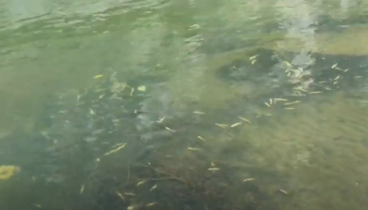 За огромно количество умряла риба в река Върбица, край село