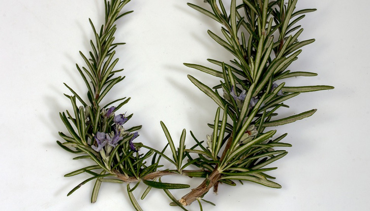 Съединение, което се съдържа в билката розмарин, може да бъде