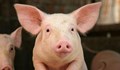 ЕК облекчи ограниченията за търговия със свинско в почти цяла България