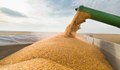 Държавата спешно смени фирмата за изкупуването на зърното