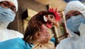 Огнище на птичи грип в Румъния
