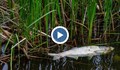 Кой е виновен за 20-те тона умряла риба от язовир край Аксаково?
