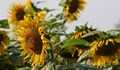 Русия спира износа на слънчогледово семе и рапица