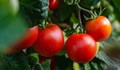 Оранжерийните домати поскъпнаха с още 16% за седмица