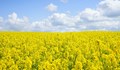 Русия налага забрана върху износа на рапица и слънчоглед