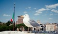 Раздават на туристи във Венеция водни пистолети, за да се бранят от чайките