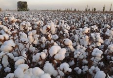 Сушата в САЩ вдига цената на памука до 10 годишен максимум Продължителната