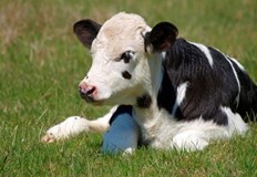 Образувано е досъдебно производствоСлужители на РУ Разлог изясняват обстоятелствата около умъртвяването