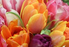 Сериозен скок на цените при цветята отбелязват търговците в Русе навръх международния