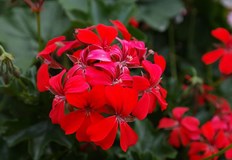 Ето няколко съвета от специалиститеМушкатото и сакъзчетата са едни от