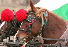 Кон е прегазил зрителка от публиката на кушиите на Тодоровден