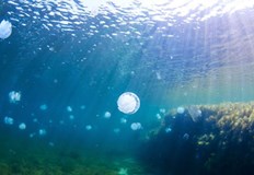 Според предупреждение което е издало пристанището в Сочи опасност надвисва над