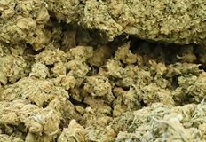 От Агенция Митници отчитат бум на задържаната марихуана от миналата