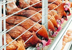 Около засегнатия животновъден обект е определена 3 километрова предпазна зонаБългарската агенция