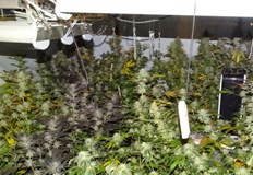 Разбита наркооранжерия по дело ръководено от Окръжна прокуратура РусеЗадържани