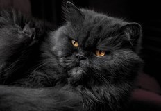 Експерти разкриват на какво да обърнете вниманиеМного стопани знаят възрастта