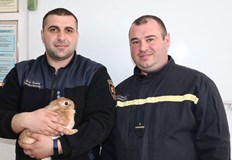 Домашният любимец се е скрил зад дивана на жилищетоБлок гори