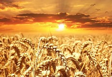 На световния пазар цените на пшеницата растатИзносът от Украйна на